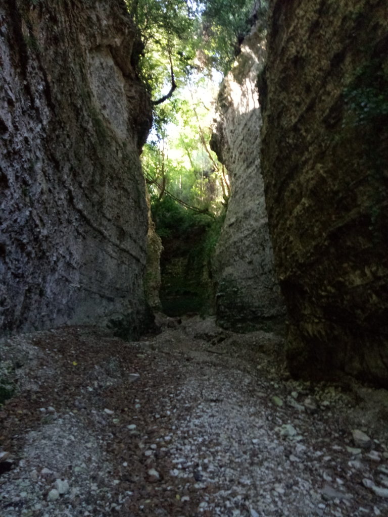 Foresta Umbra