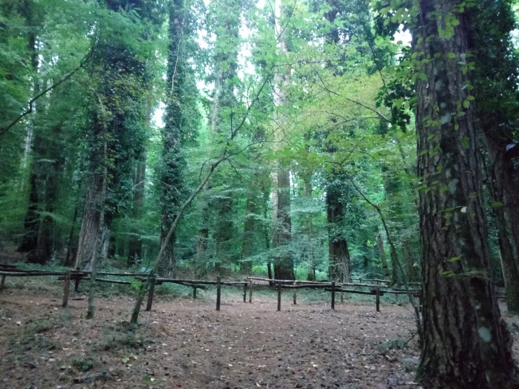 Foresta Umbra